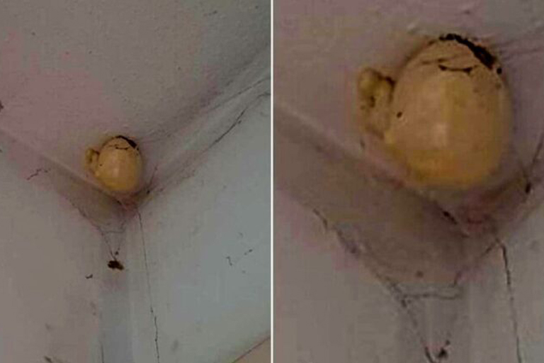 Vrouw komt thuis en vindt bizar "ei" hangend aan het plafond van haar kamer