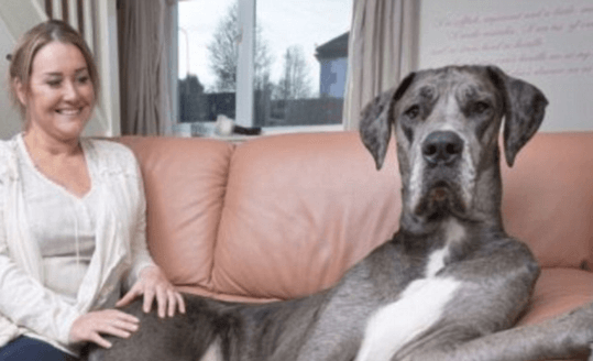 DIT is Freddy; de grootste hond ter wereld! Deze hond MOET je echt zien, niet te geloven!