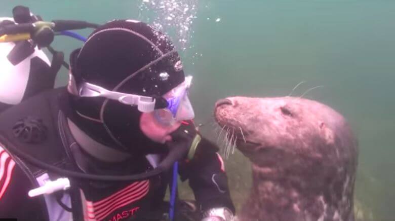 Deze zeehond komt op een nietsvermoedende duiker af, wat er dan gebeurt verwacht je nooit!