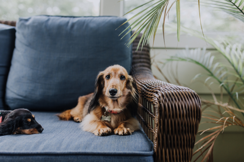 Dit is hoelang je je hond maximaal alleen thuis kunt laten