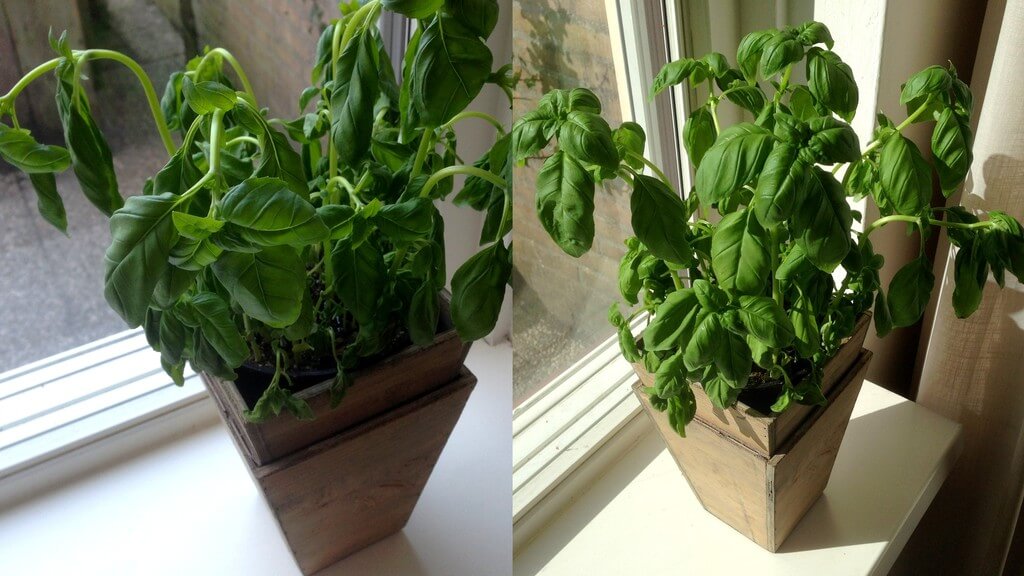 DIT is de reden waarom kruidenplantjes uit de supermarkt altijd sneuvelen... Wij wisten dit nog niet! 