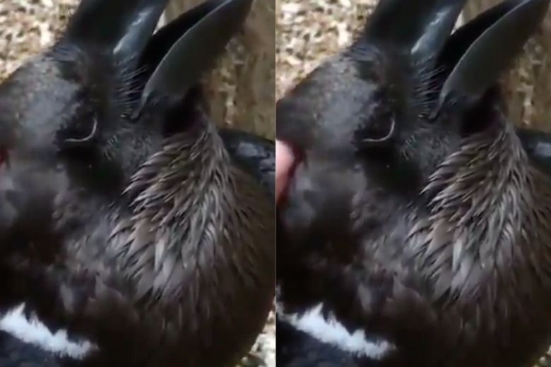 Het internet wordt gek: is dit een konijn of een kraai