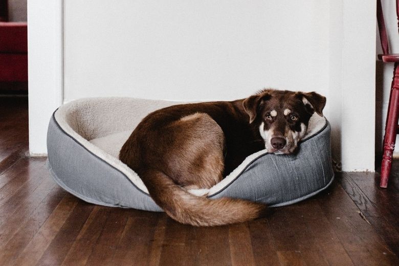 Handig! Zo voelt je hond zich minder eenzaam als hij alleen thuis is