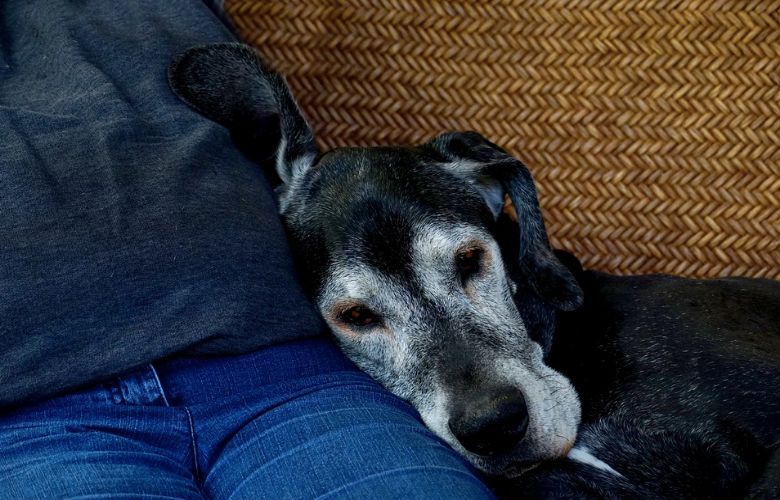 5 symptomen van dementie bij een hond of kat
