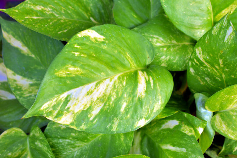 Mensen zonder groene vingers opgelet: het is onmogelijk om deze plant dood te laten gaan
