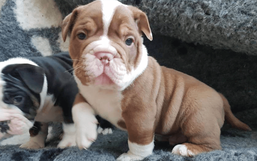 SCHANDALIG: puppies gestolen op zorgboerderij De Mekkerbek! Wie heeft iets gezien?