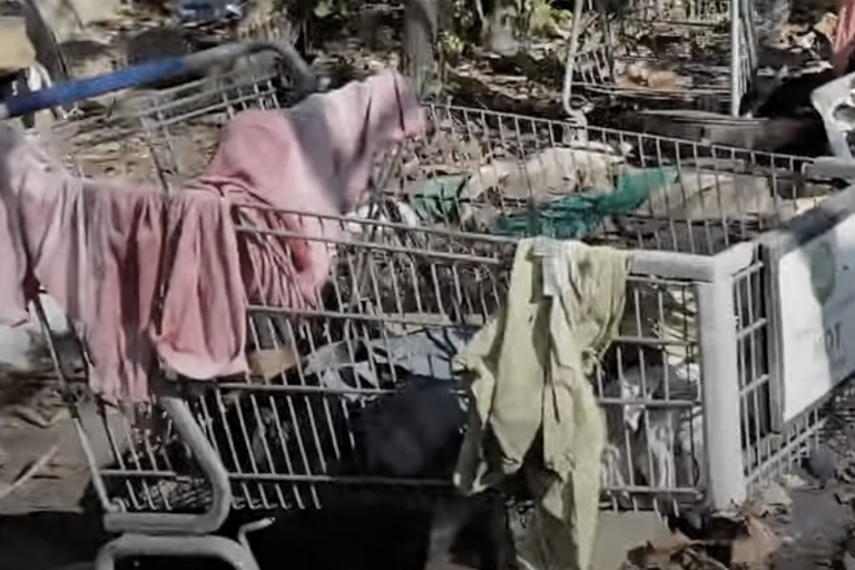 Man neemt schattige "puppy" mee naar huis, dit blijkt een gevaarlijke vergissing