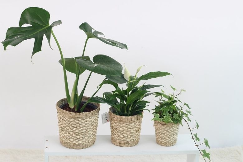 Zo kun je kamerplanten afstoffen zonder ze te beschadigen
