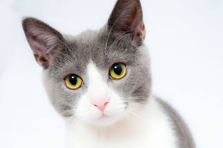 Wat lief! Dit zijn de tekenen dat je kat écht van je houdt
