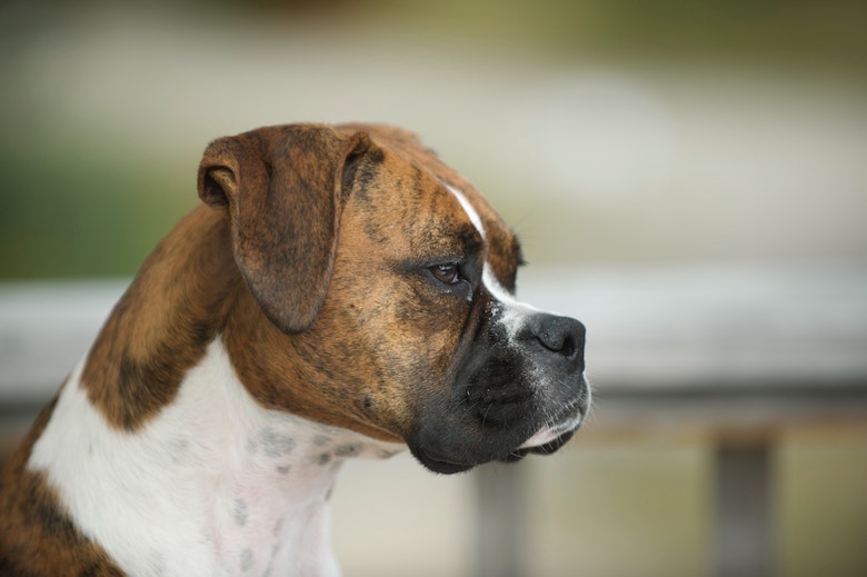 hond persoonlijkheid