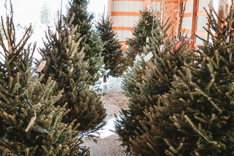Einde van een tijdperk: geen kerstbomen voor 1 euro meer bij IKEA