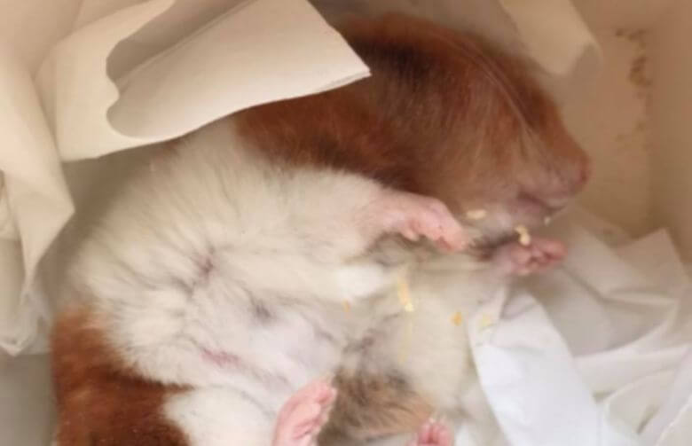 Heb jij een hamster? Lees dan direct deze belangrijke waarschuwing!