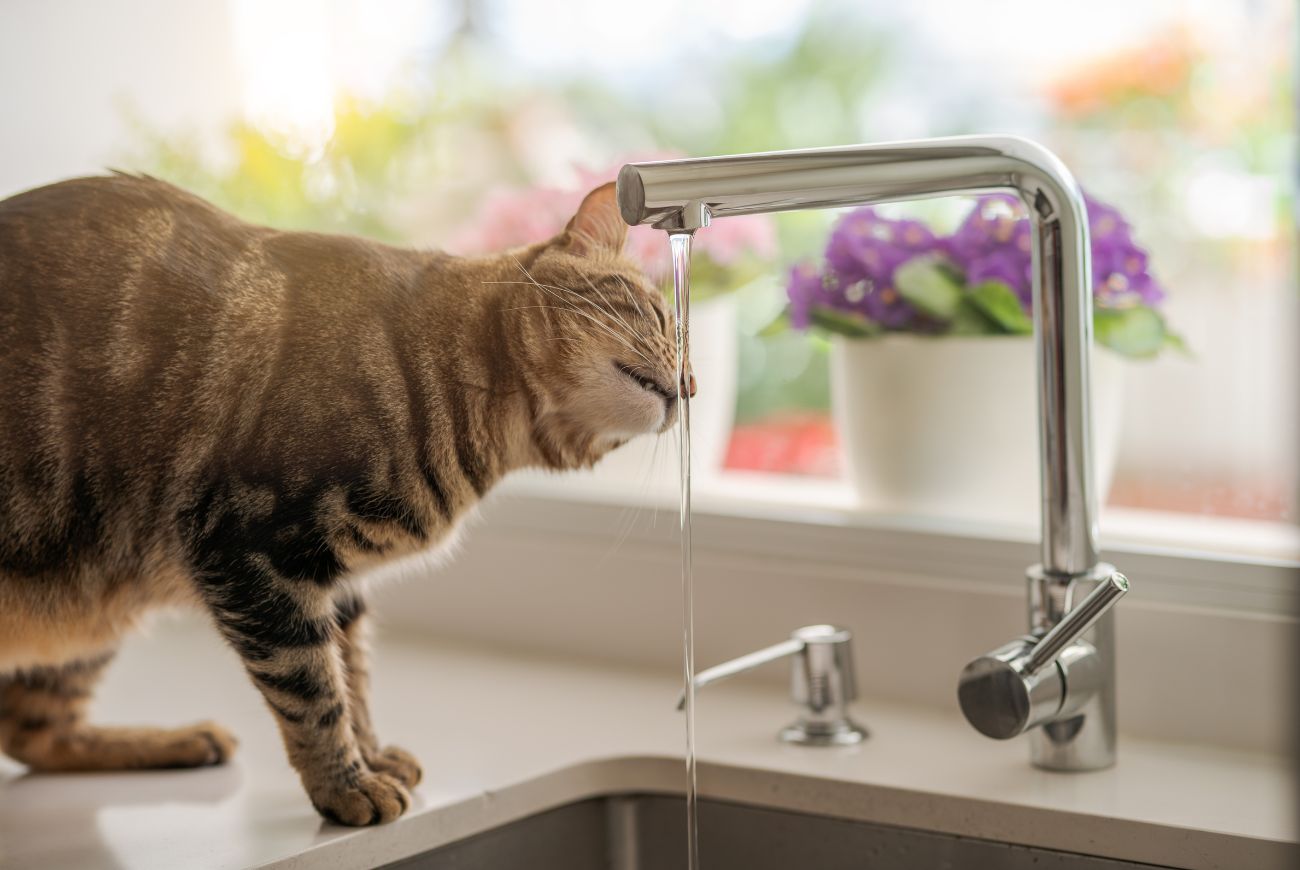 Om déze reden geeft je kat de voorkeur aan water uit de stromende kraan