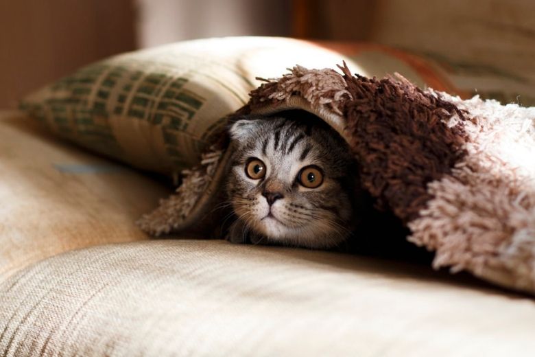 Last van kattenallergie? Met dit vaccin kan je er binnen één keer vanaf zijn