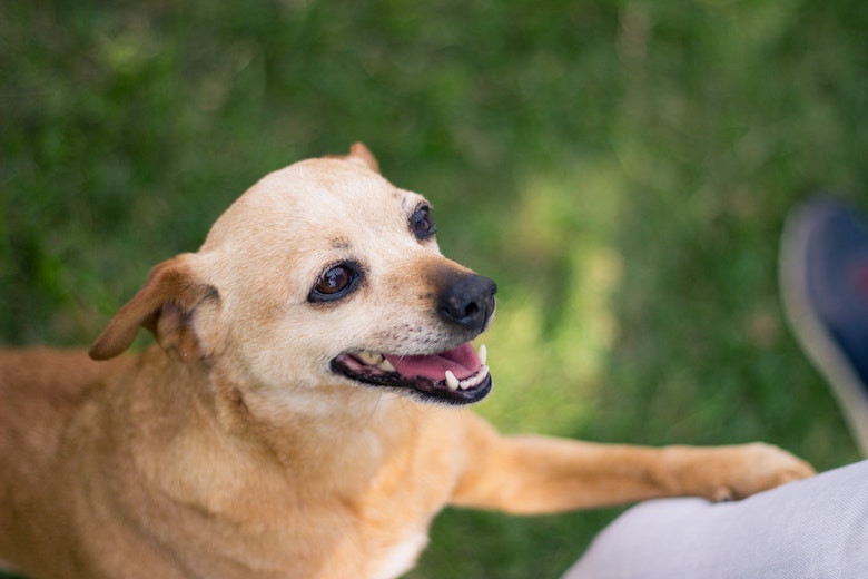 Legt je hond zijn poten in je schoot? Dit betekent het