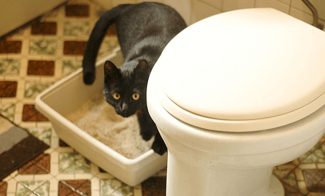 Katze