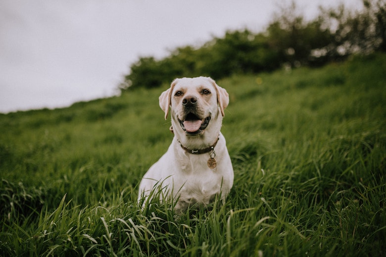 Feeling blue: hond meet zichzelf een blauwe vacht aan nadat ze door de verf rolt