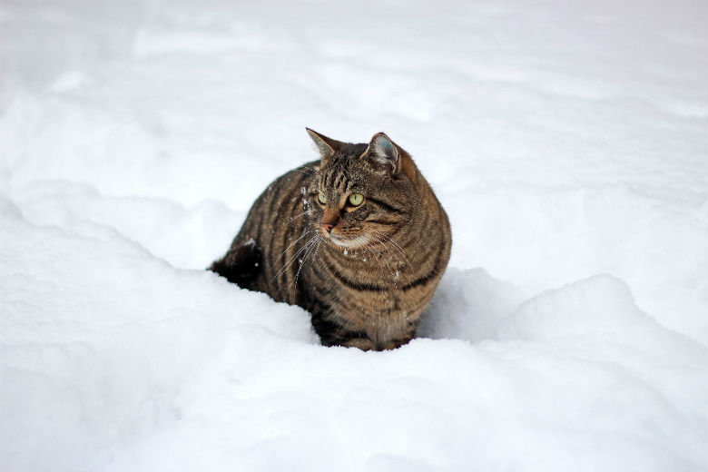Kat die urenlang bij -12 in de sneeuw lag, leeft wonder boven wonder nog
