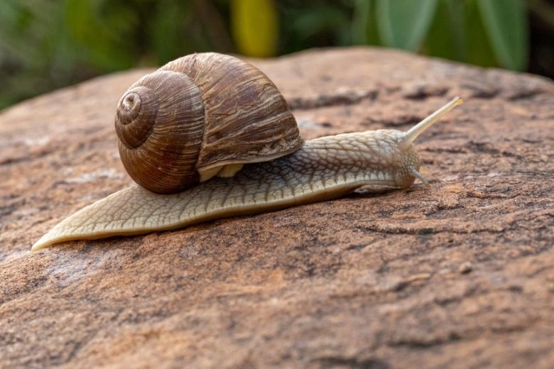 Wil je je planten beschermen tegen slakken? ZO doe je het!