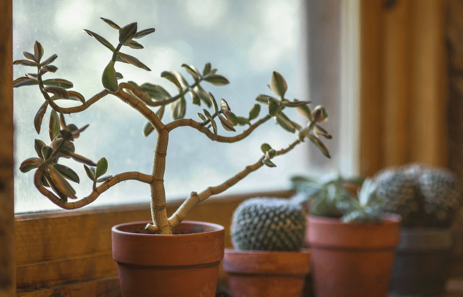 Moeite om je kamerplanten in leven te houden deze winter? Met déze tips lukt dat wel!