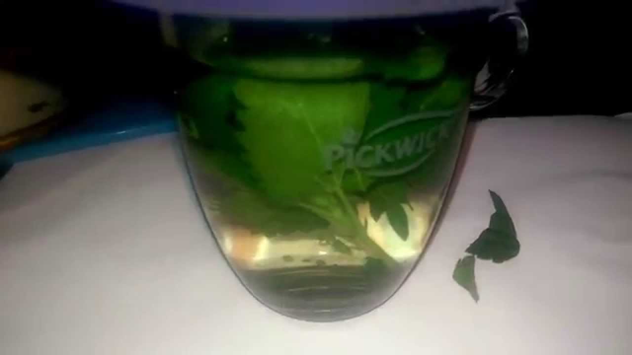 WOW! Ze drinkt elke dag een kopje brandnetel-thee, het effect is geweldig! Dit moet je ook proberen!