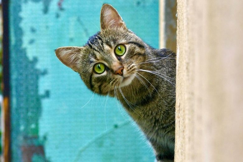 Vogelbescherming roept op: 'Houd je kat komende 2 maanden binnen'