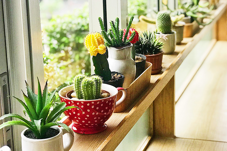 Ga je op vakantie? Zo overleven jouw kamerplanten bij een oppas