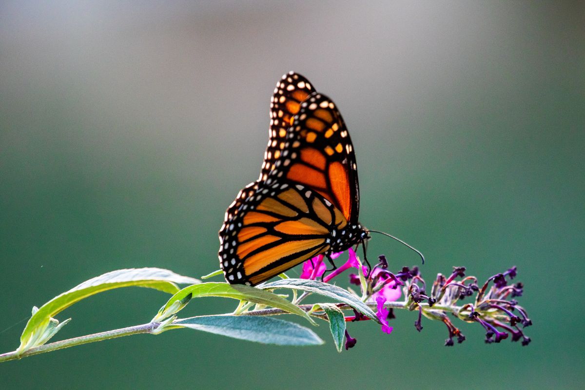 Vlinders in de tuin? Deze planten trekken ze massaal aan