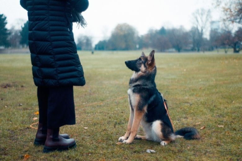 Deze 9 tips maken het trainen van je hond een stuk makkelijker