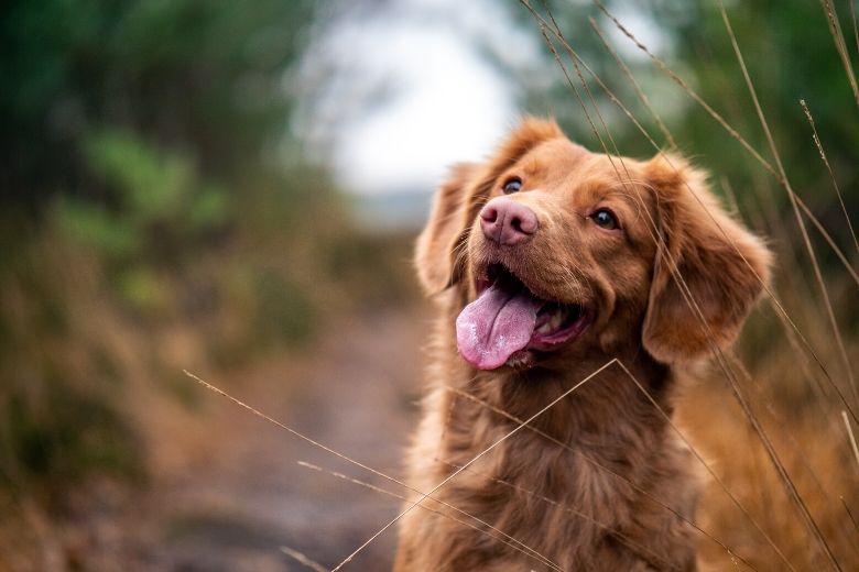 Deze moeilijk te herkennen signalen geven aan dat je hond ziek kan zijn, belangrijk om te lezen!