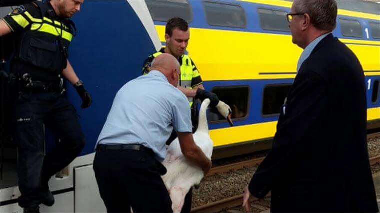 Wat een ongelofelijke held deze machinist...Duim omhoog voor deze dierenvriend!