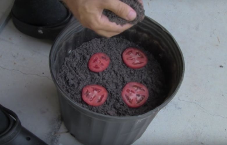Hij stopt vier tomaten in plakken in de grond en kijk wat er gebeurt!