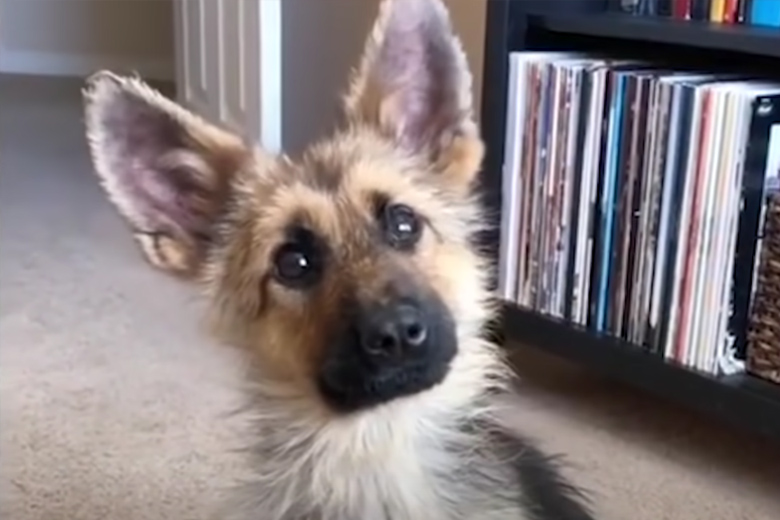 Volwassen hond ziet eruit als een puppy