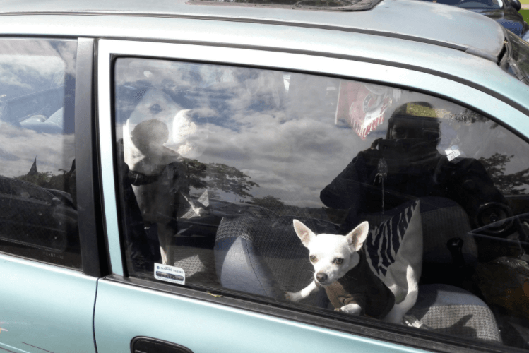 Twee honden achtergelaten in auto op parkeerplaats Efteling