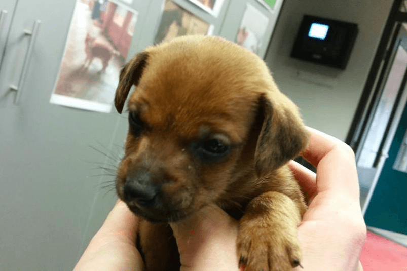 Puppy gedumpt door autoraampje, politie op zoek naar de eigenaar! Kun jij helpen?