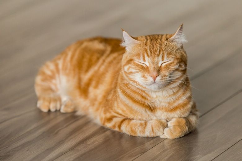 DEZE 7 tekenen laten zien dat je kat écht van je houdt, vooral #4 verwacht je niet!