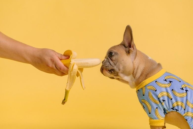 Deze Instagram met snackende honden is geweldig en wil je direct volgen