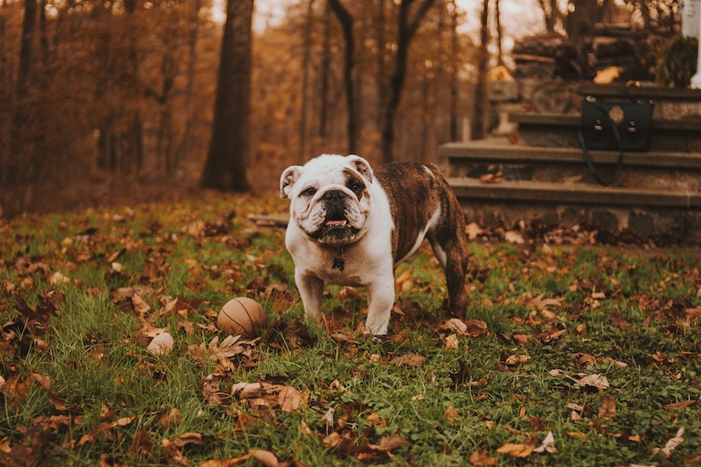 hond persoonlijkheid
