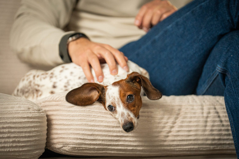 Krap bij kas? 65% van baasjes voedt dan eerder hond dan zichzelf