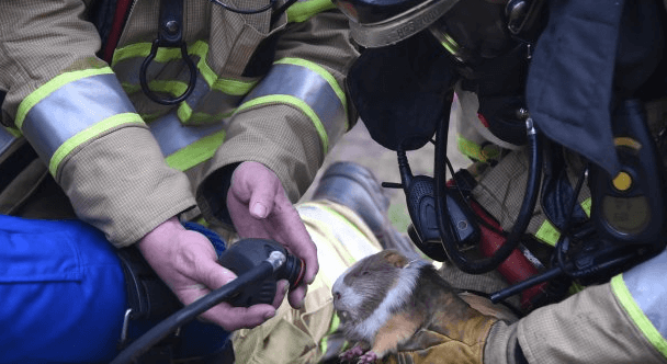 VIDEO: deze hamster en cavia leven nog dankzij onze brandweer, wat een helden! Dit moet je zien!