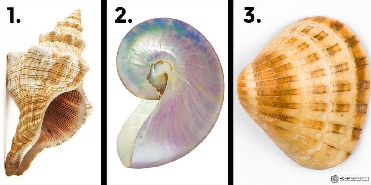 TEST: De schelp die jij kiest onthult erg veel over je karakter! Welke schelp vind jij het mooist?