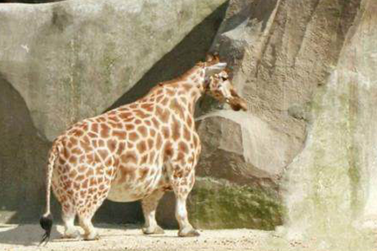 Deze Giraffe Werd Gespot In Het Wild - Dierenarts Is In Shock Als Hij Zich Realiseert Waarom Hij Zo Groot Is