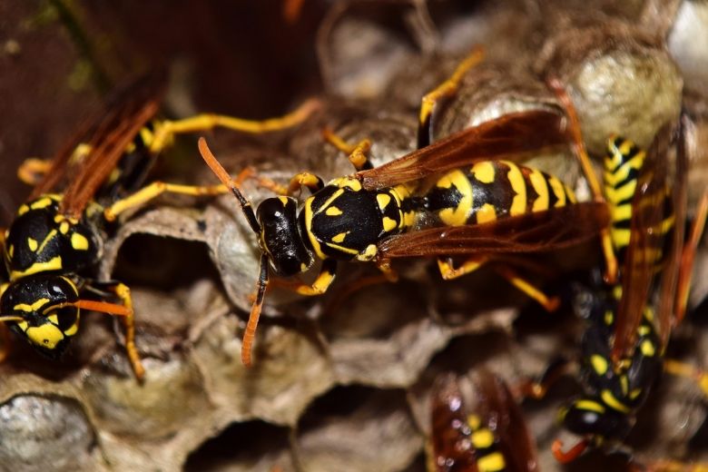 O nee! Deze zomer wordt de grootste wespenplaag ooit verwacht