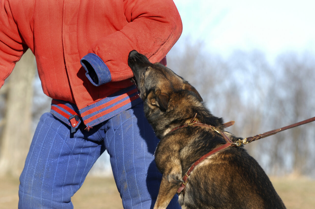 SCHOKKEND drama in Drenthe: peuter zwaargewond in ziekenhuis door agressieve honden!