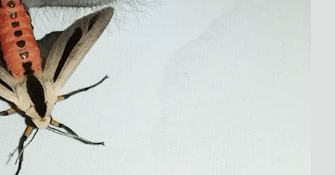 Pure horror: deze man vindt het 'engste insect ter wereld' in huis, wat een monster!