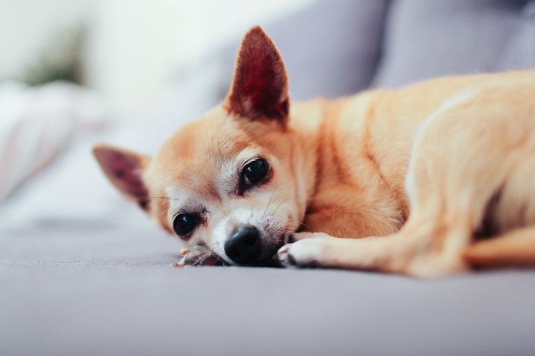 hond persoonlijkheid