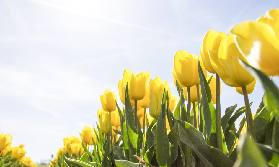 Tropisch weer op komst: deze week mogelijk 30 graden