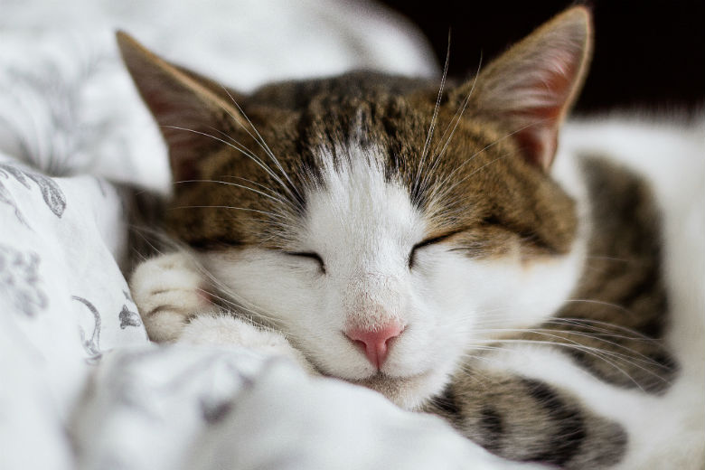 5x zo kun je je kat koel houden op hete zomerdagen