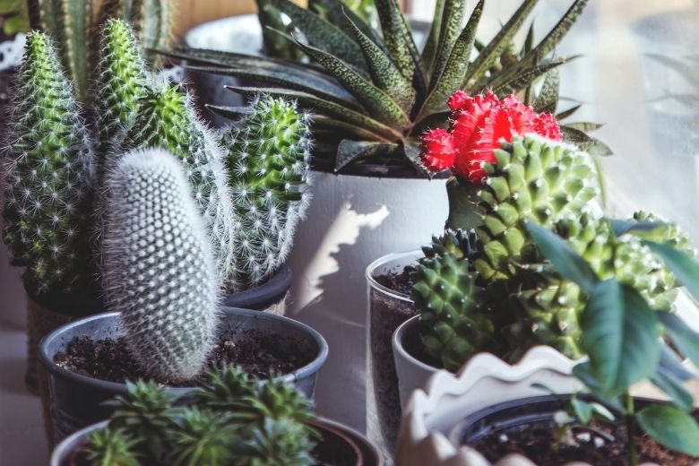 Handig: 4 tekenen dat het tijd is om je plant te verpotten