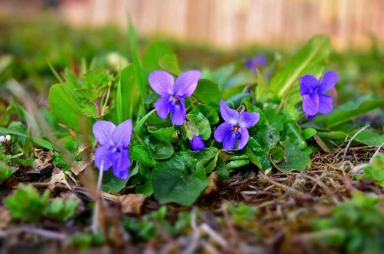 Afgelopen weekend lekker getuinierd? Pak dan deze week je tuinplanten in